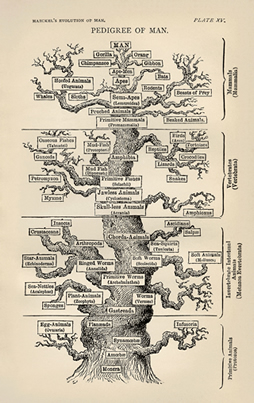 Heackel tree of life